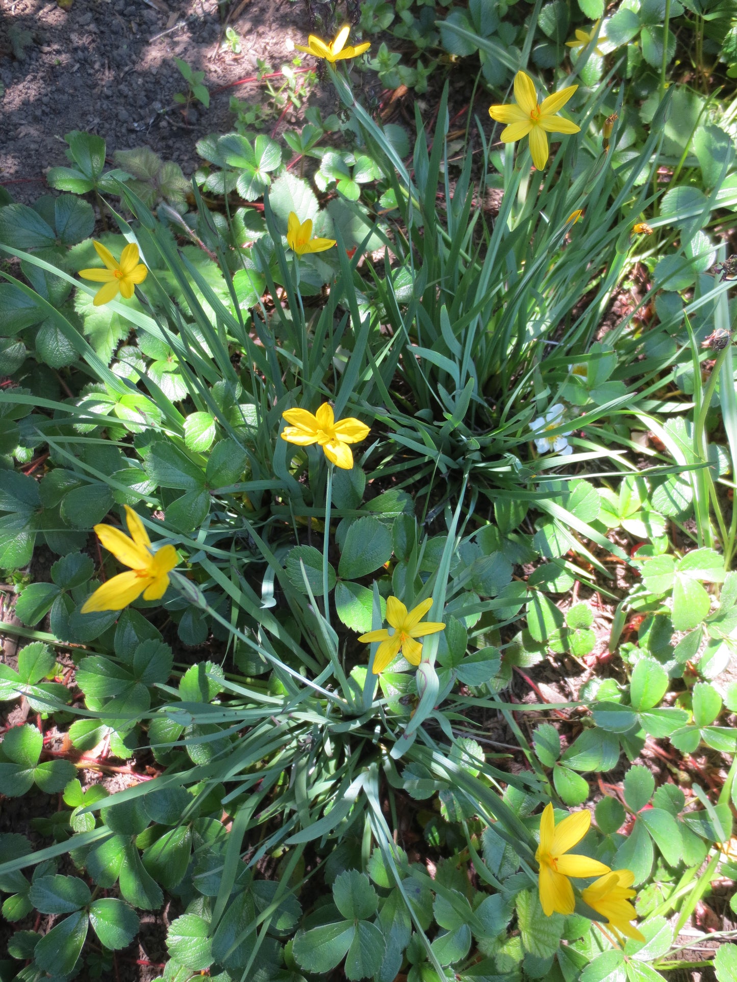 Sisyrinchium californicum, Yellow-eyed Grass
