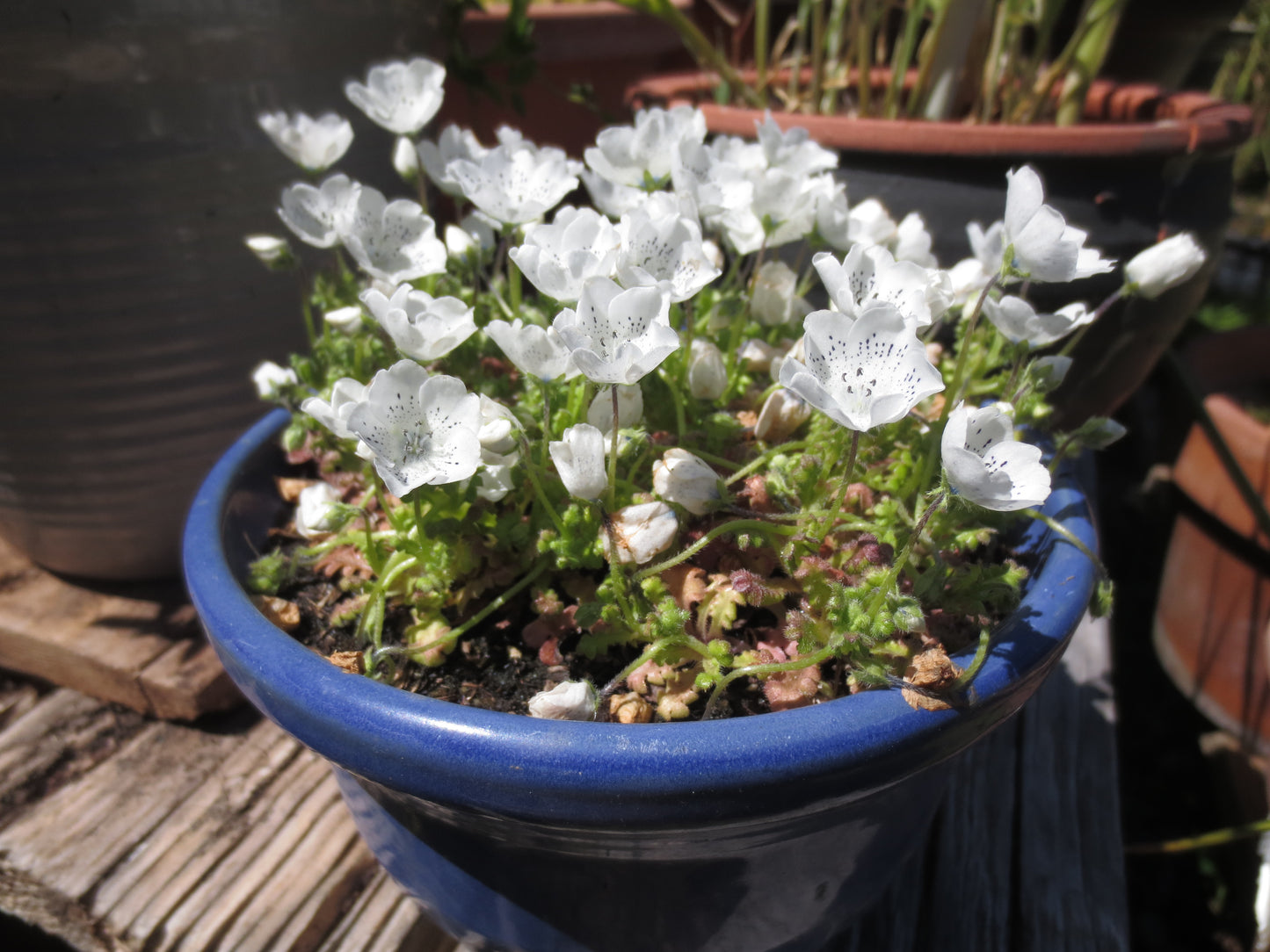 Nemophila menziesii var. atomaria, Baby-Blue-Eyes 'White Form'