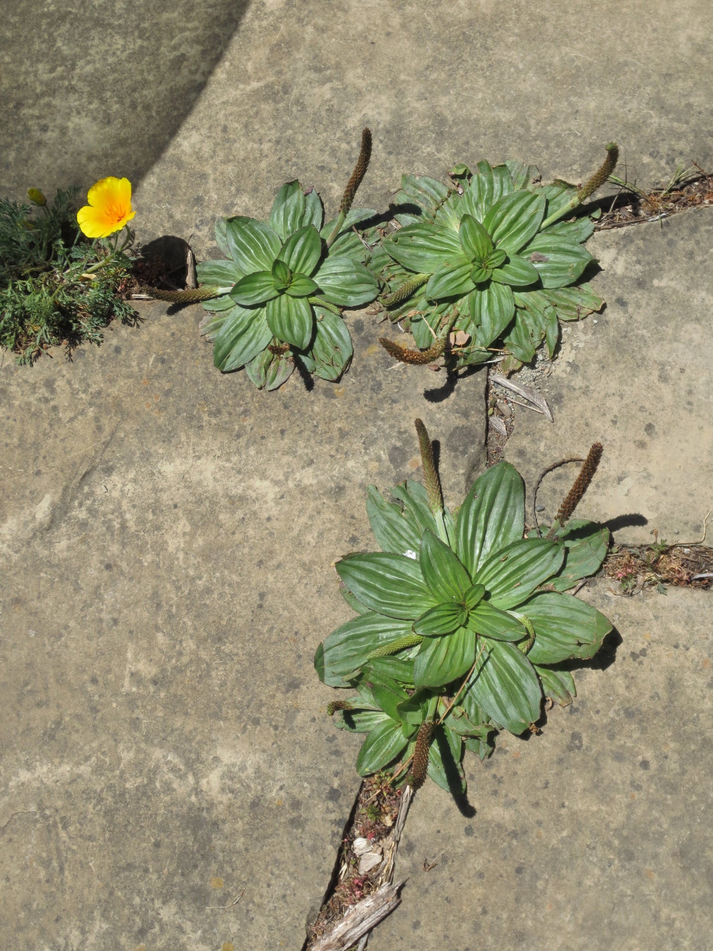 Plantago subnuda, Coastal Plantain