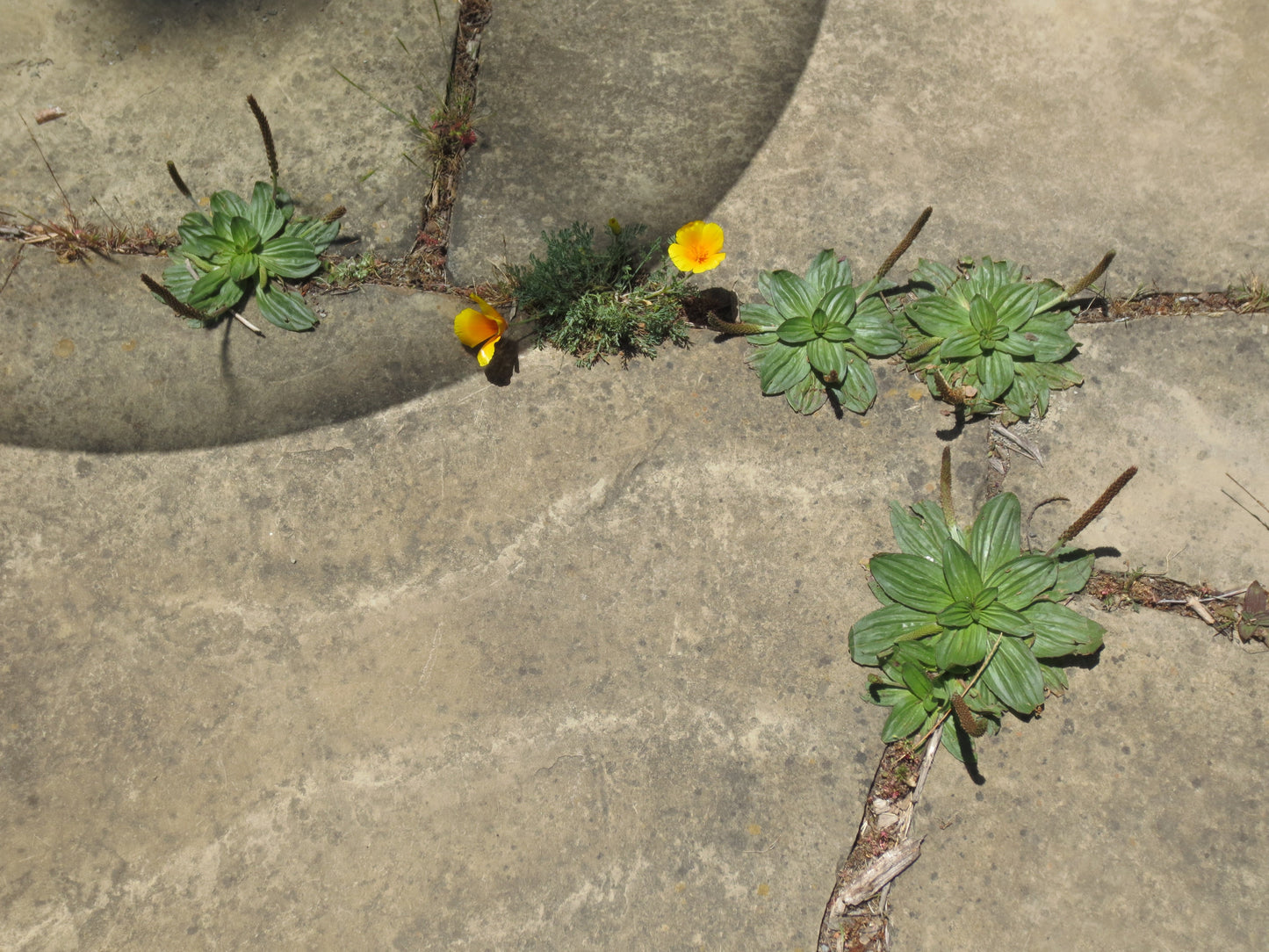 Plantago subnuda, Coastal Plantain