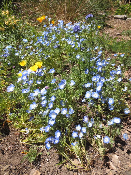 Coast of California Wildflower Mix