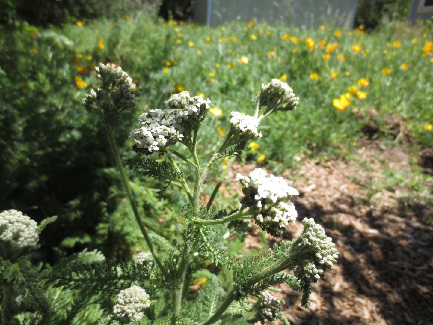 Grassless Lawn Combo Mix