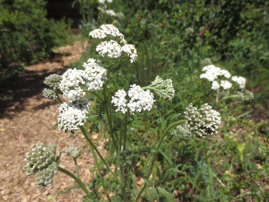 Achillea millefolium, White Yarrow
