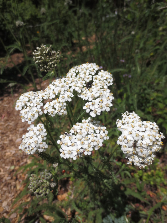 Achillea millefolium, White Yarrow