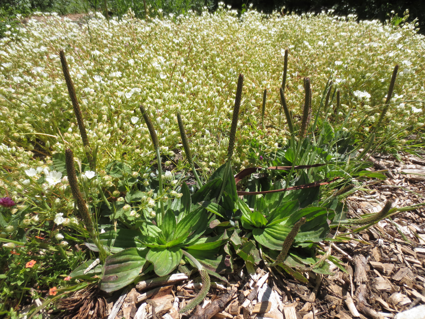 Plantago subnuda, Coastal Plantain