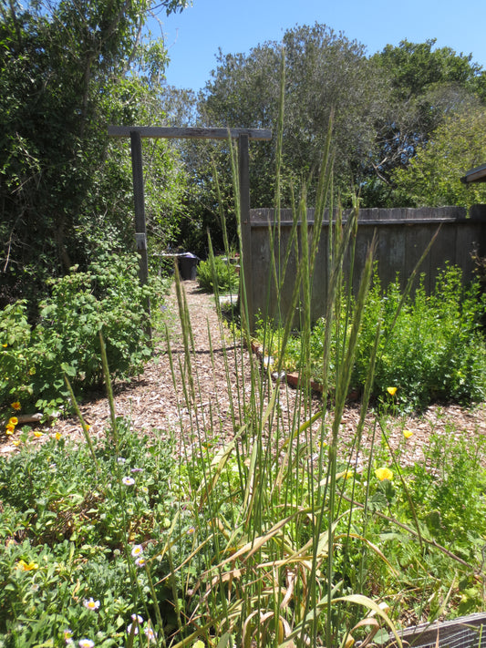 Elymus glaucus, Blue Wildrye