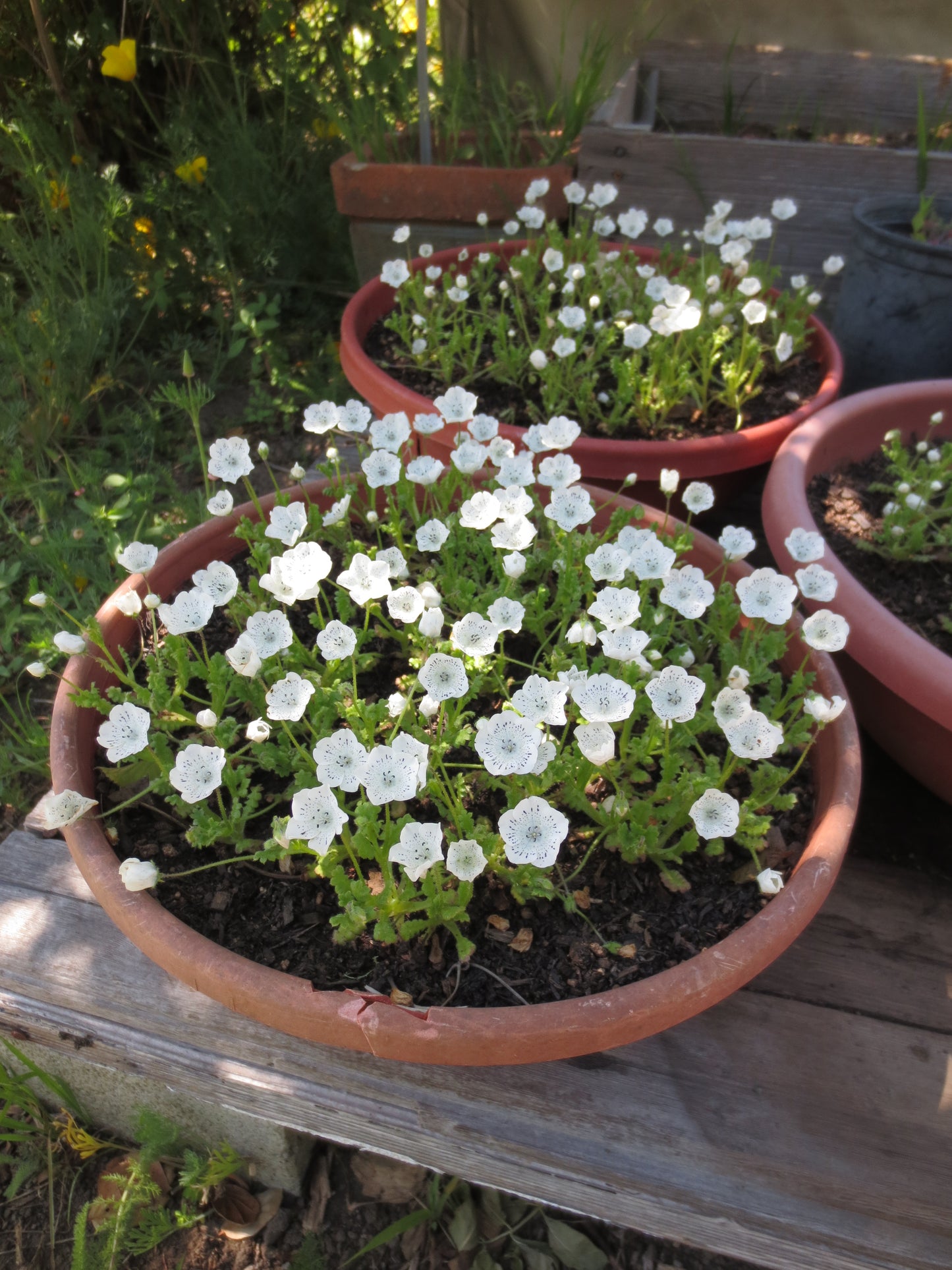 Nemophila menziesii var. atomaria, Baby-Blue-Eyes 'White Form'