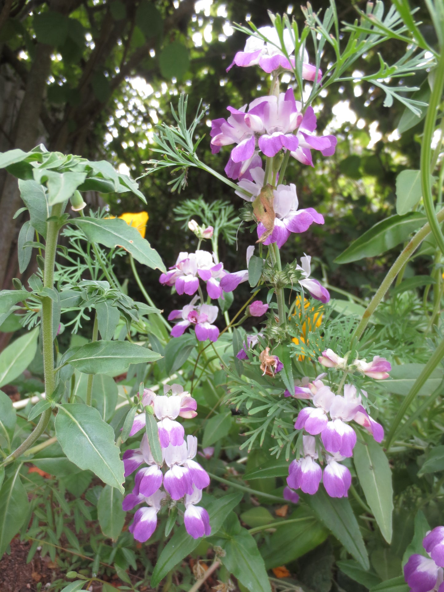 Collinsia heterophylla, Purple Chinese Houses