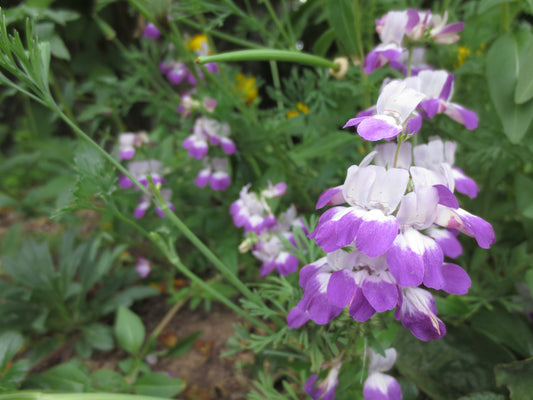 Collinsia heterophylla, Purple Chinese Houses