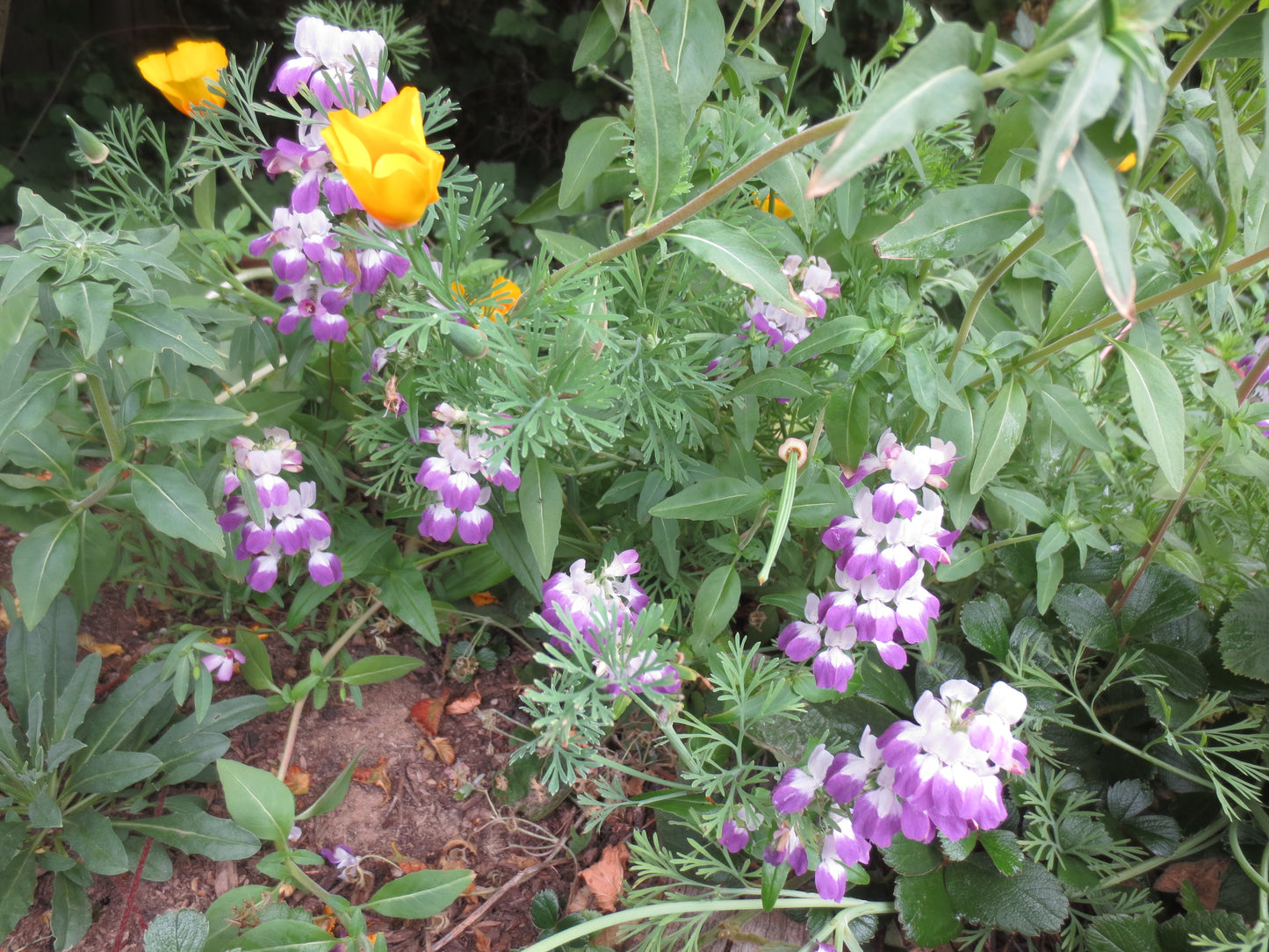 Collinsia heterophylla, Purple Chinese Houses