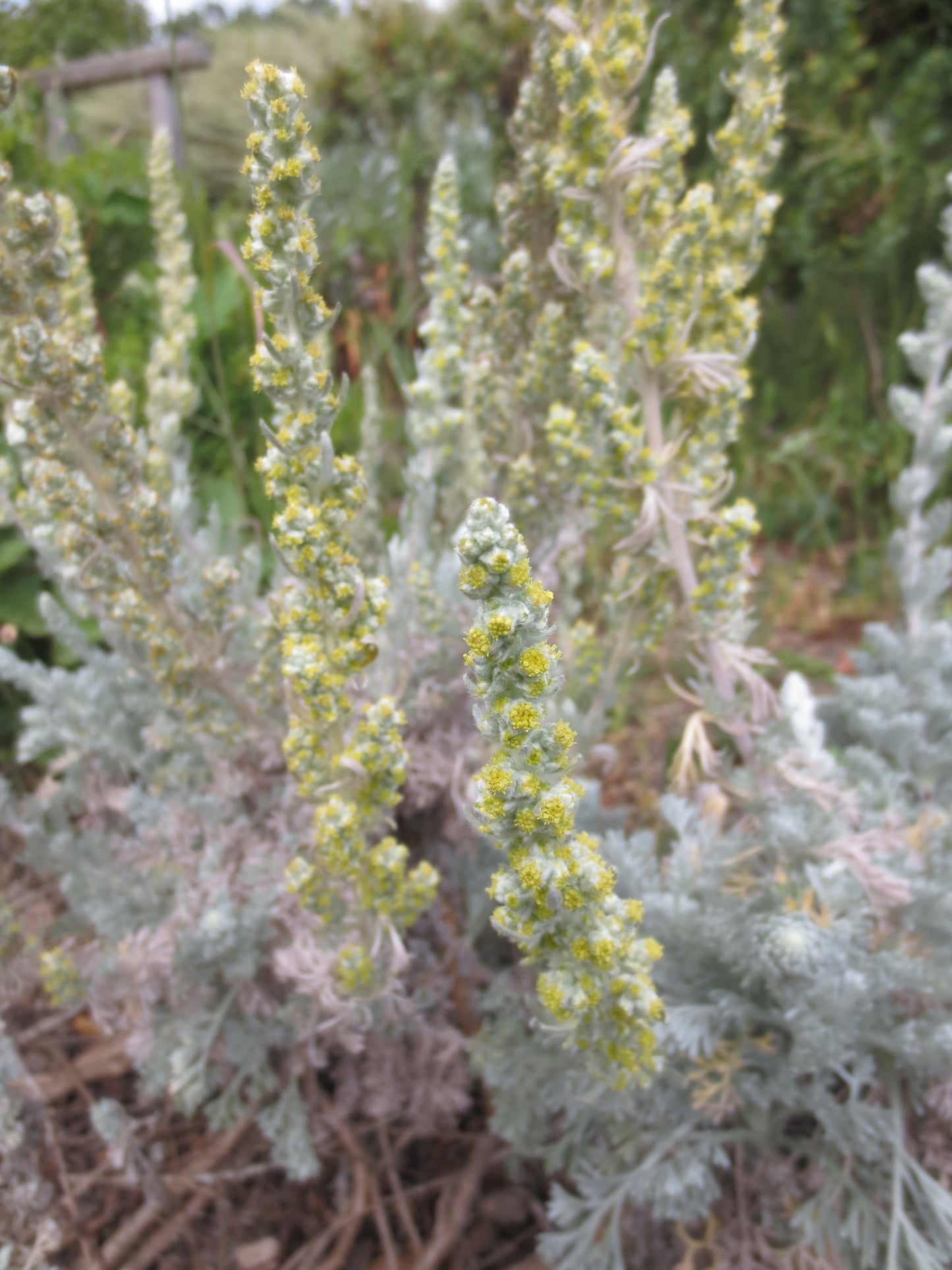 Artemisia pycnocephala, Soft Sage