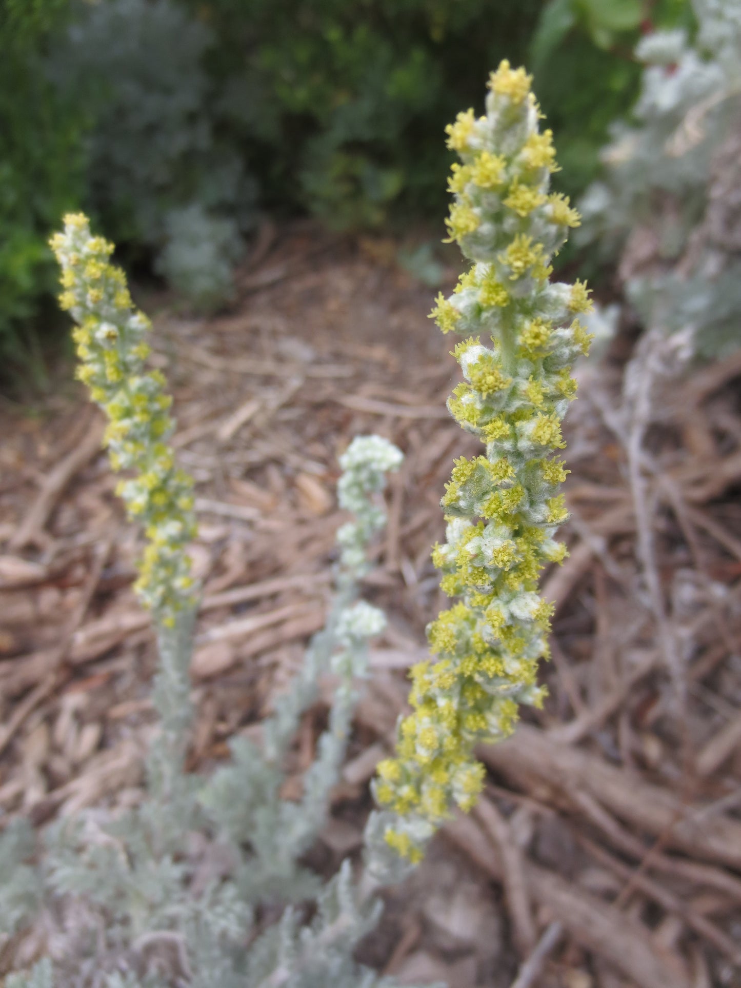 Artemisia pycnocephala, Soft Sage