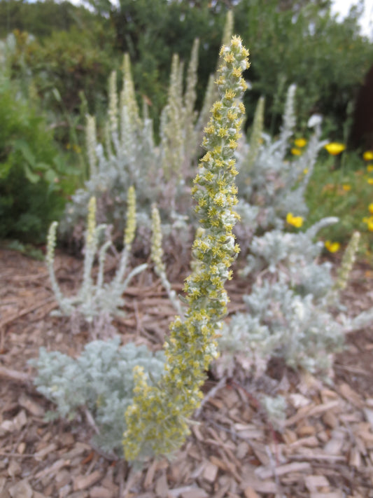 Artemisia pycnocephala, Soft Sage