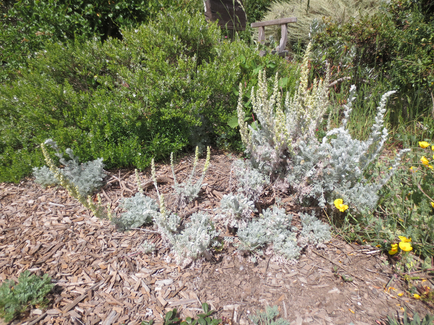 Artemisia pycnocephala, Soft Sage