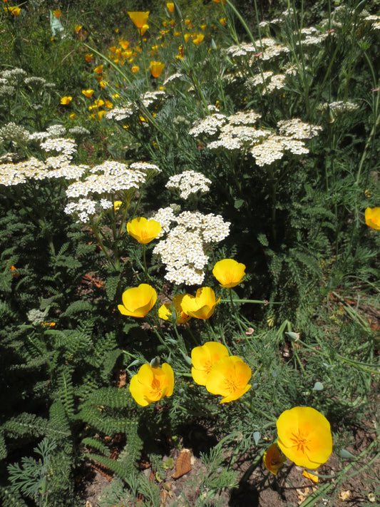 Grassless Lawn Combo Mix