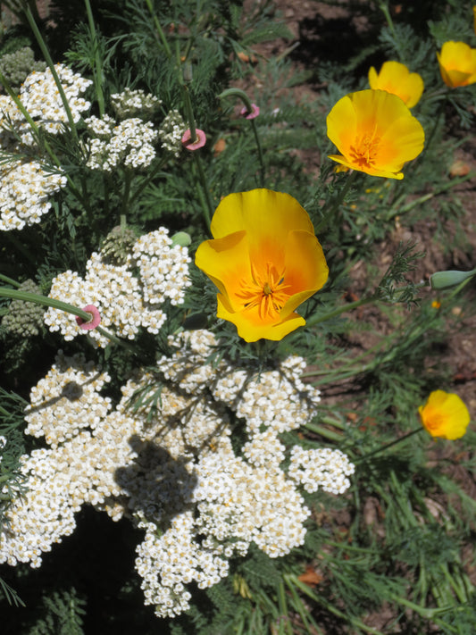 Grassless Lawn Combo Mix