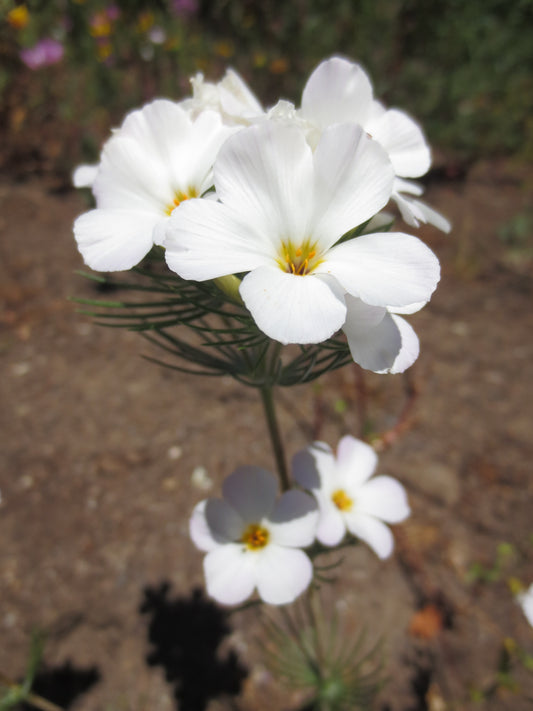 Linanthus grandiflorus, Grand Linanthus