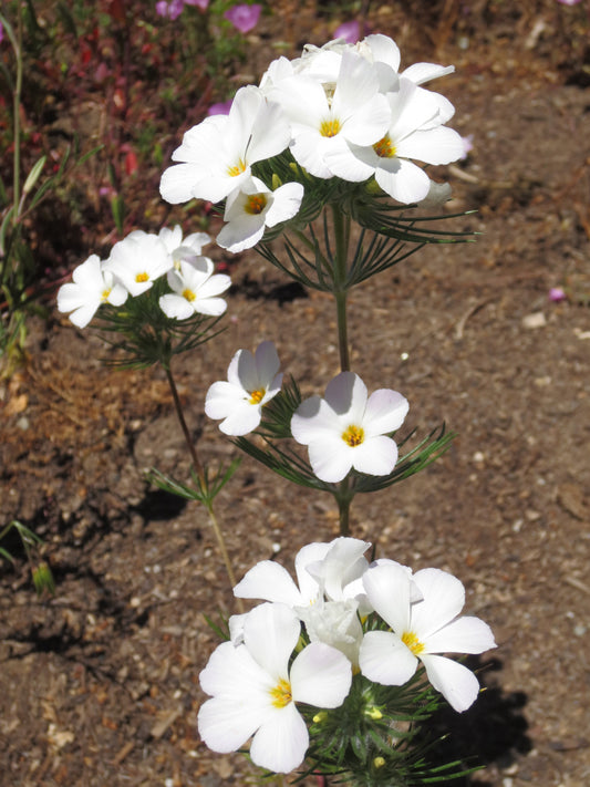 Linanthus grandiflorus, Grand Linanthus