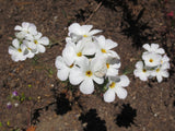 Linanthus grandiflorus, Grand Linanthus
