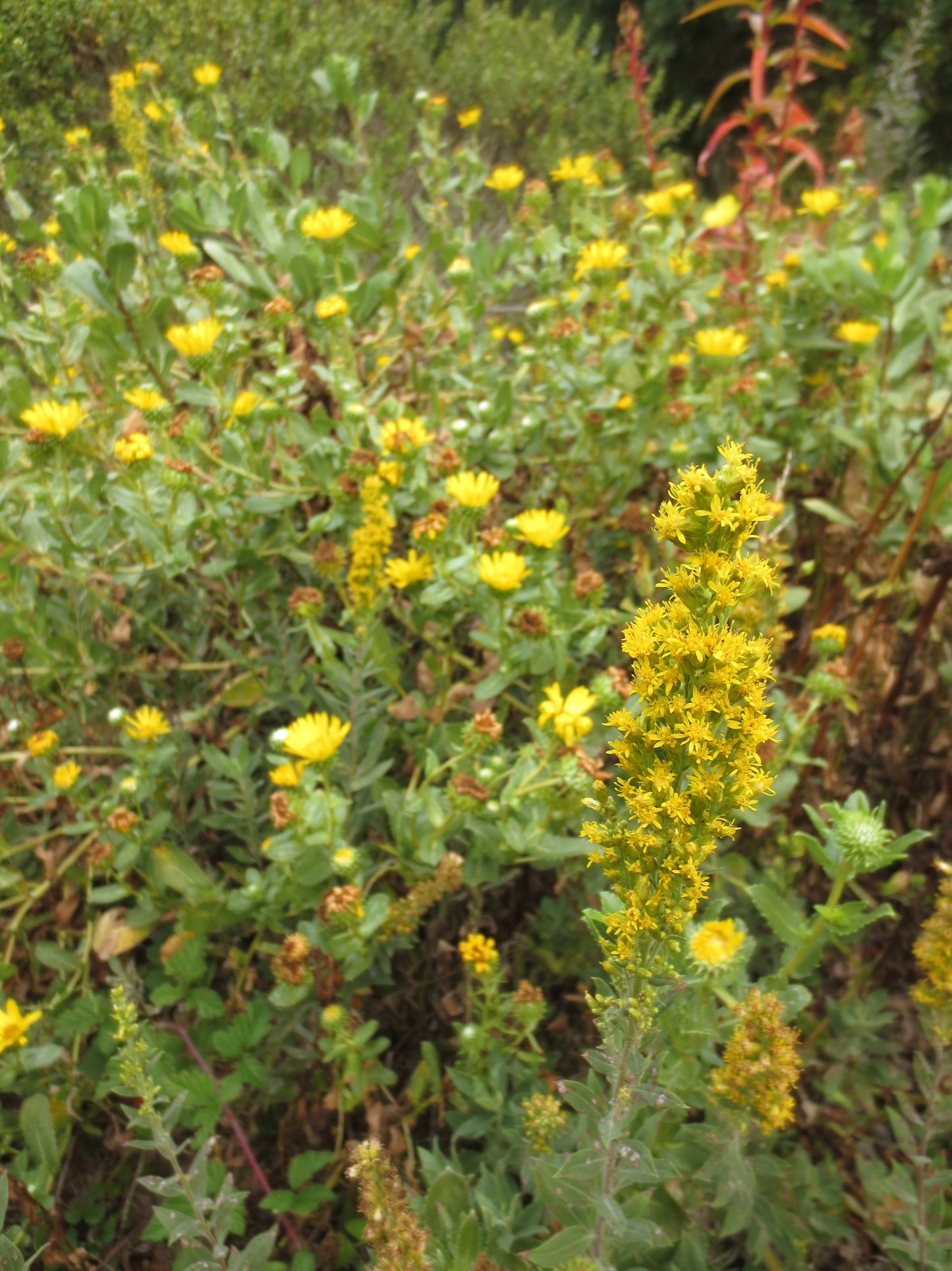 Solidago californica, California Goldenrod