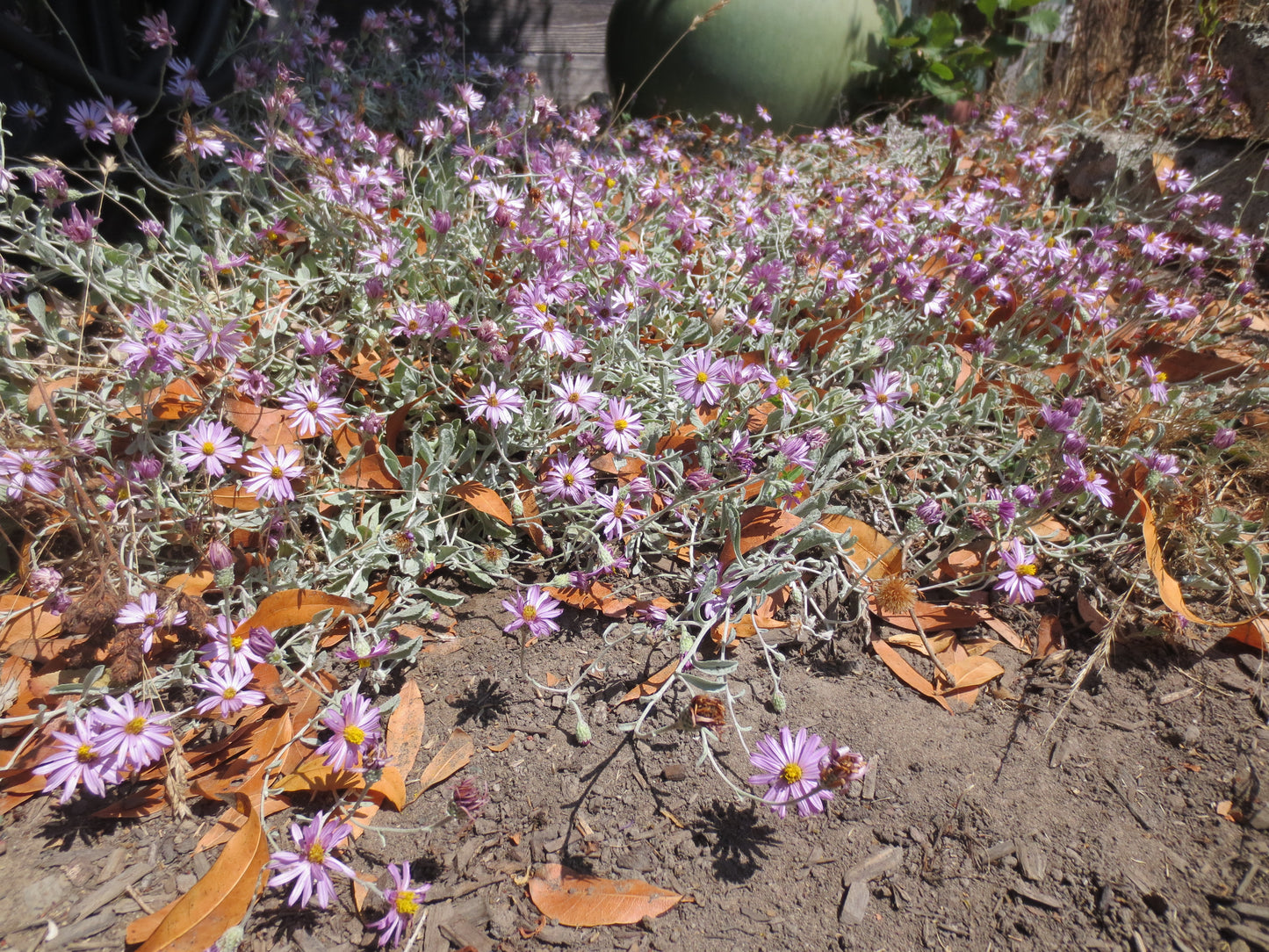 Corethrogyne filaginifolia, Dune Aster