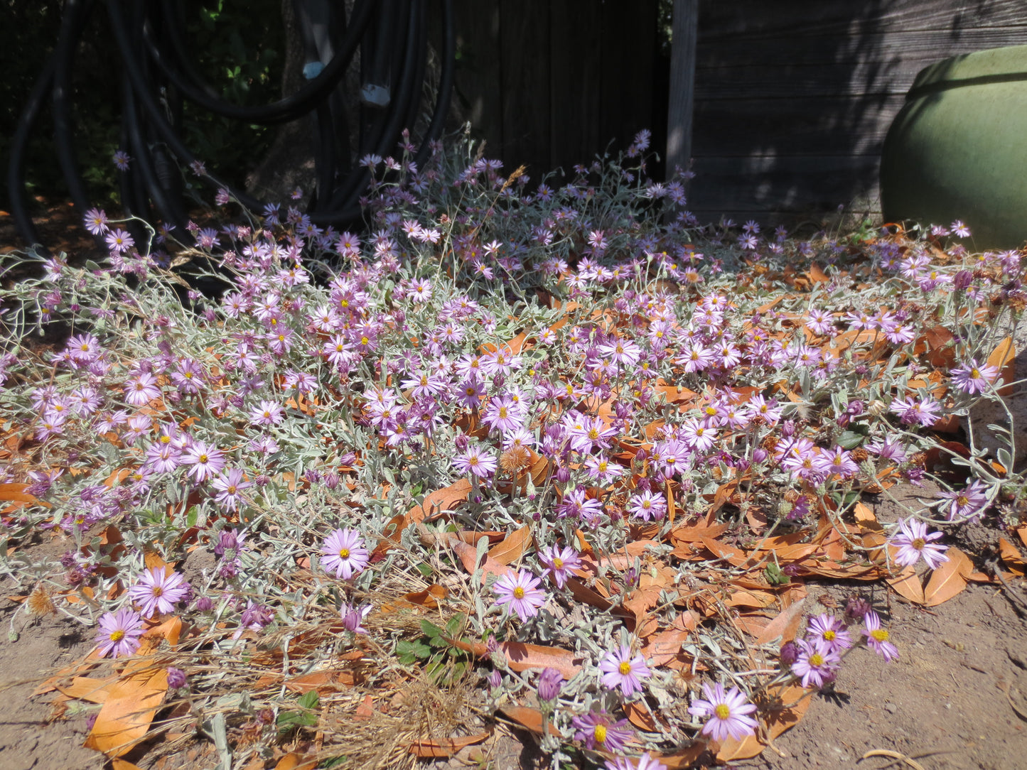 Corethrogyne filaginifolia, Dune Aster