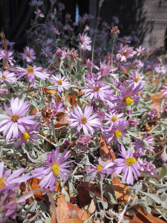Corethrogyne filaginifolia, Dune Aster