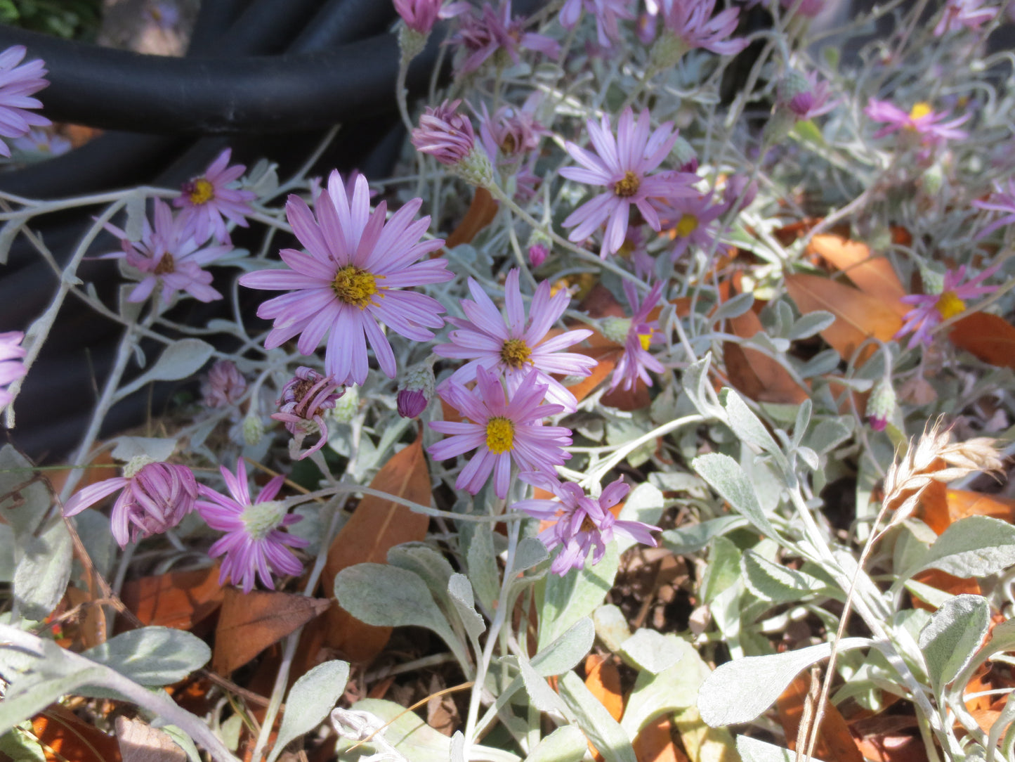 Corethrogyne filaginifolia, Dune Aster