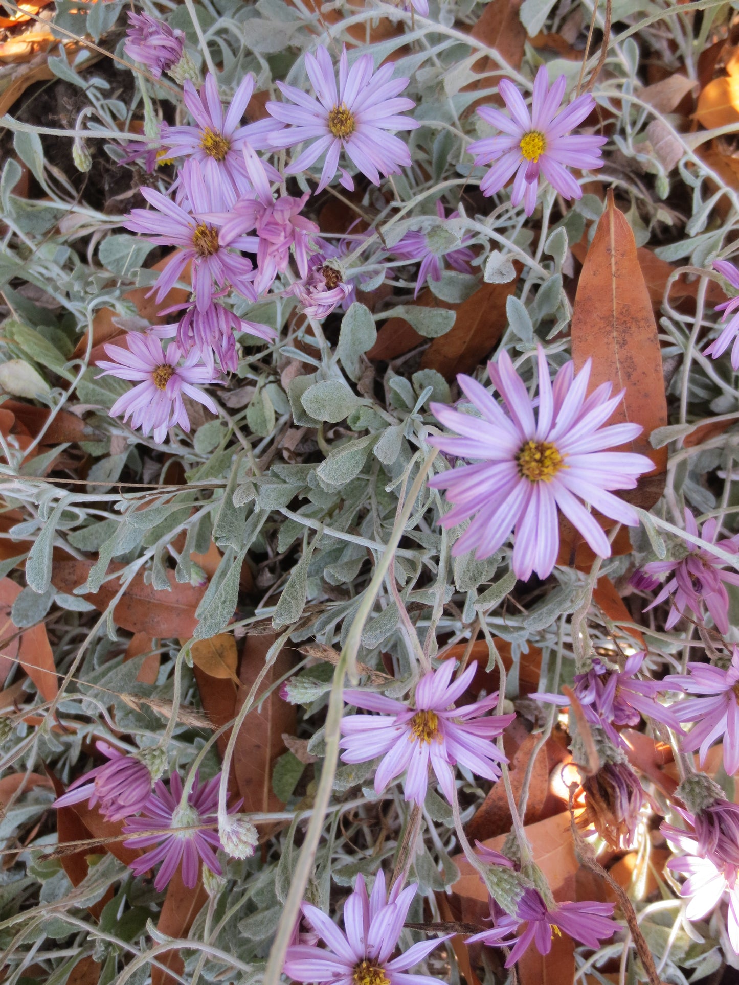 Corethrogyne filaginifolia, Dune Aster