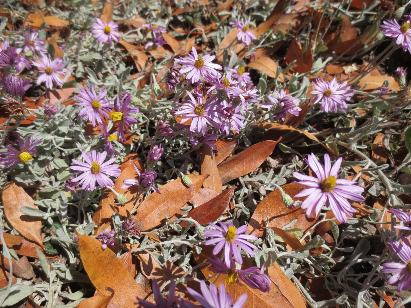 Corethrogyne filaginifolia, Dune Aster