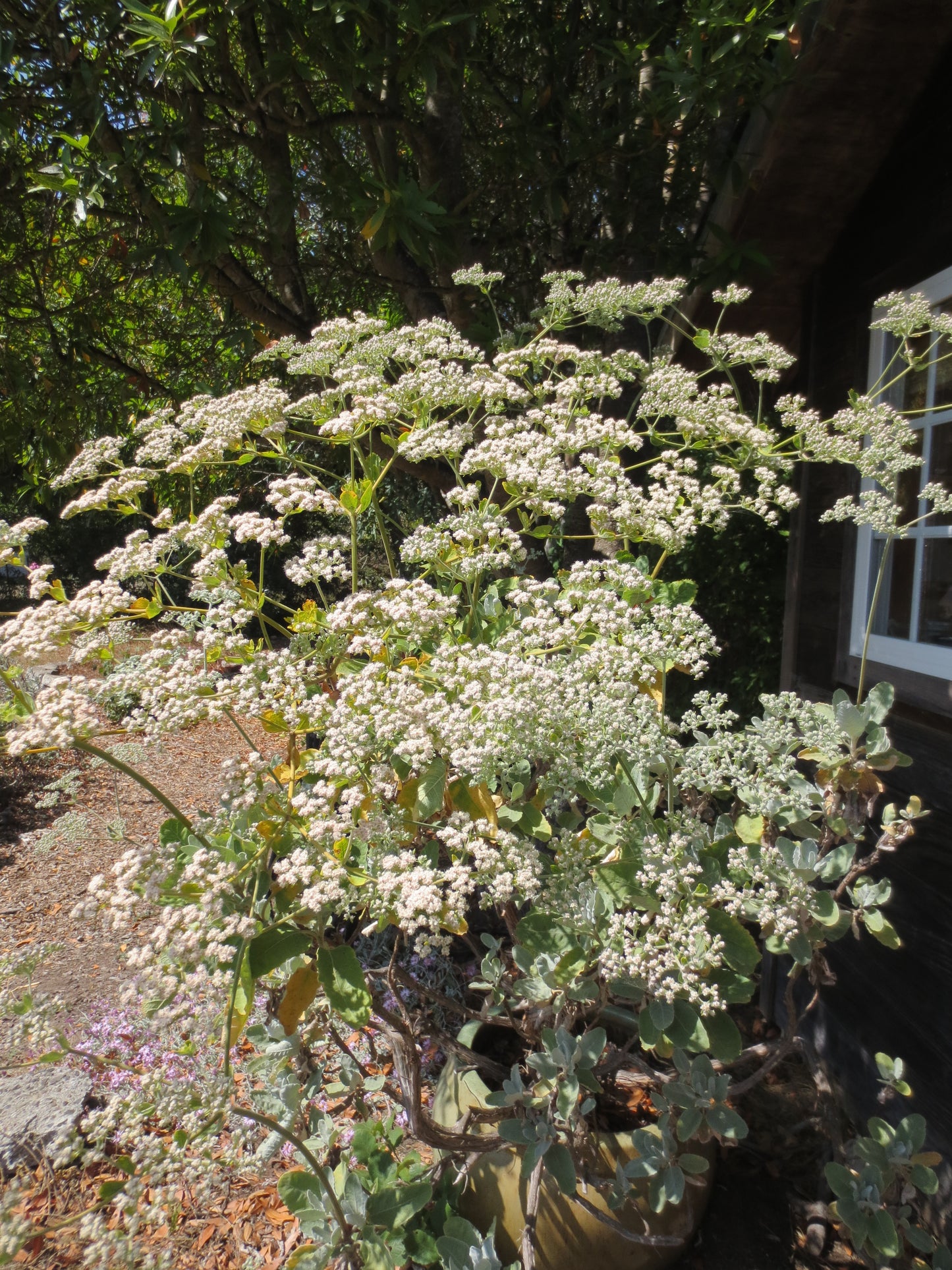 Eriogonum giganteum, Saint Catherine's Lace