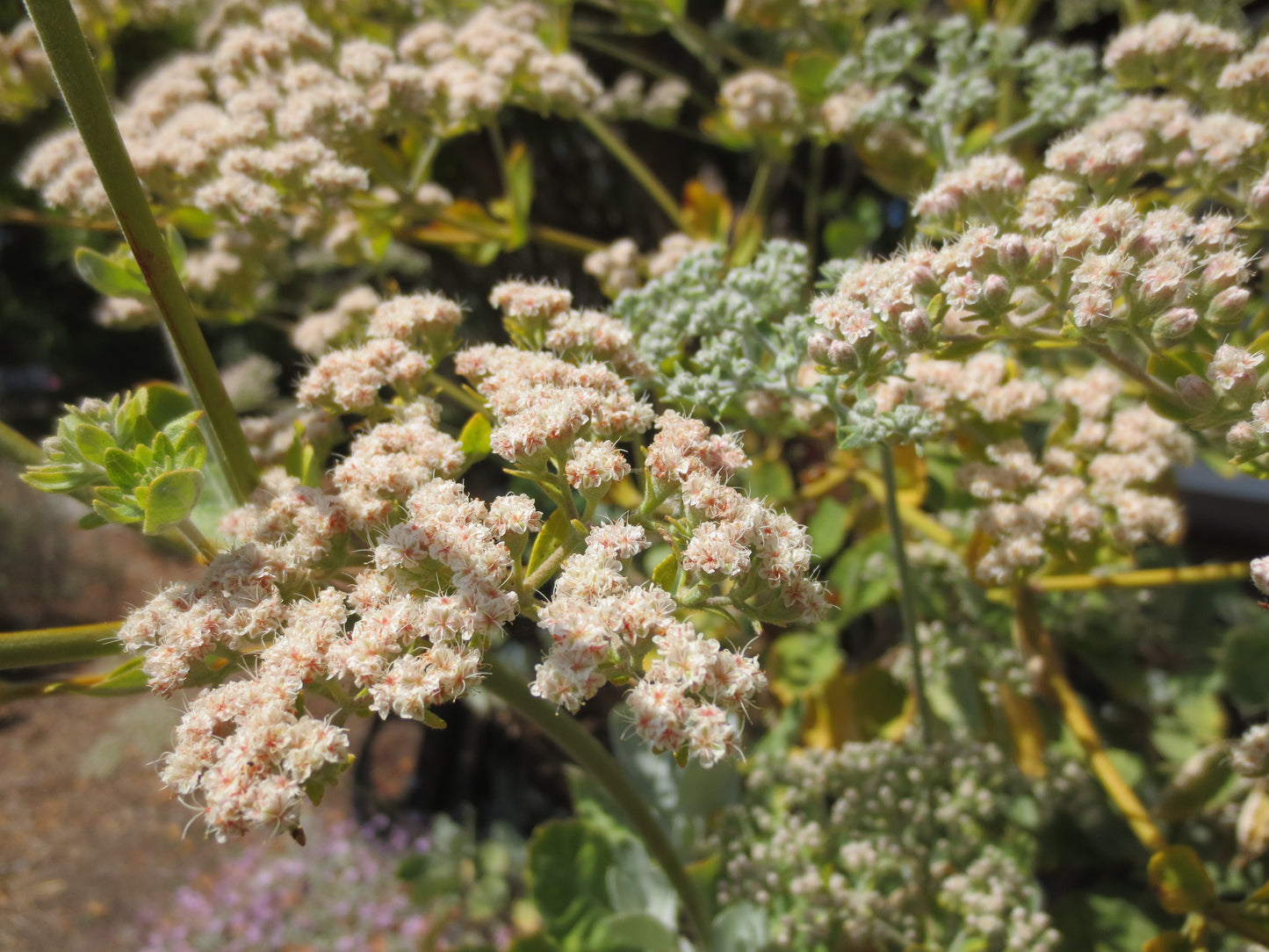 Eriogonum giganteum, Saint Catherine's Lace
