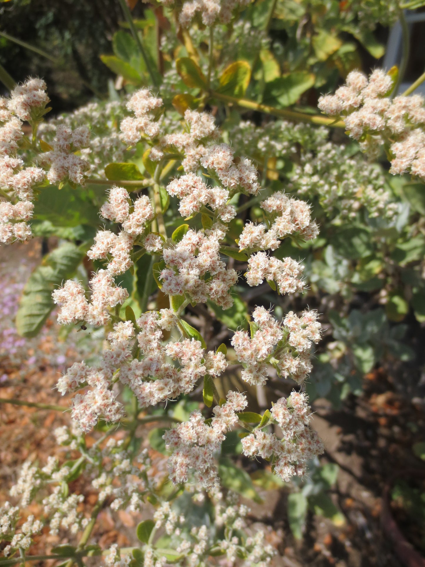 Eriogonum giganteum, Saint Catherine's Lace