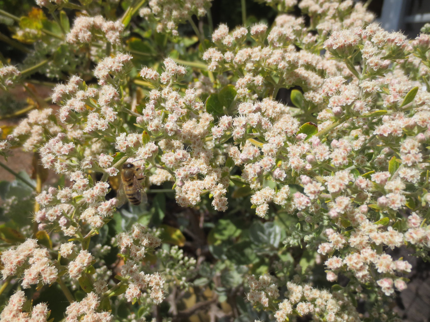 Eriogonum giganteum, Saint Catherine's Lace