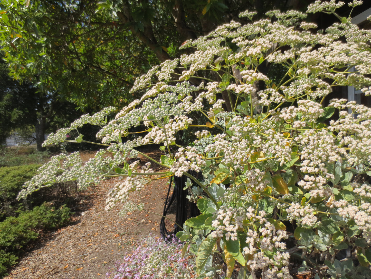 Eriogonum giganteum, Saint Catherine's Lace