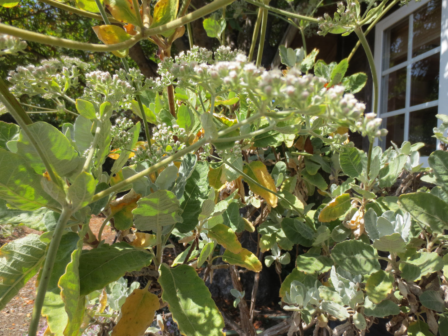 Eriogonum giganteum, Saint Catherine's Lace