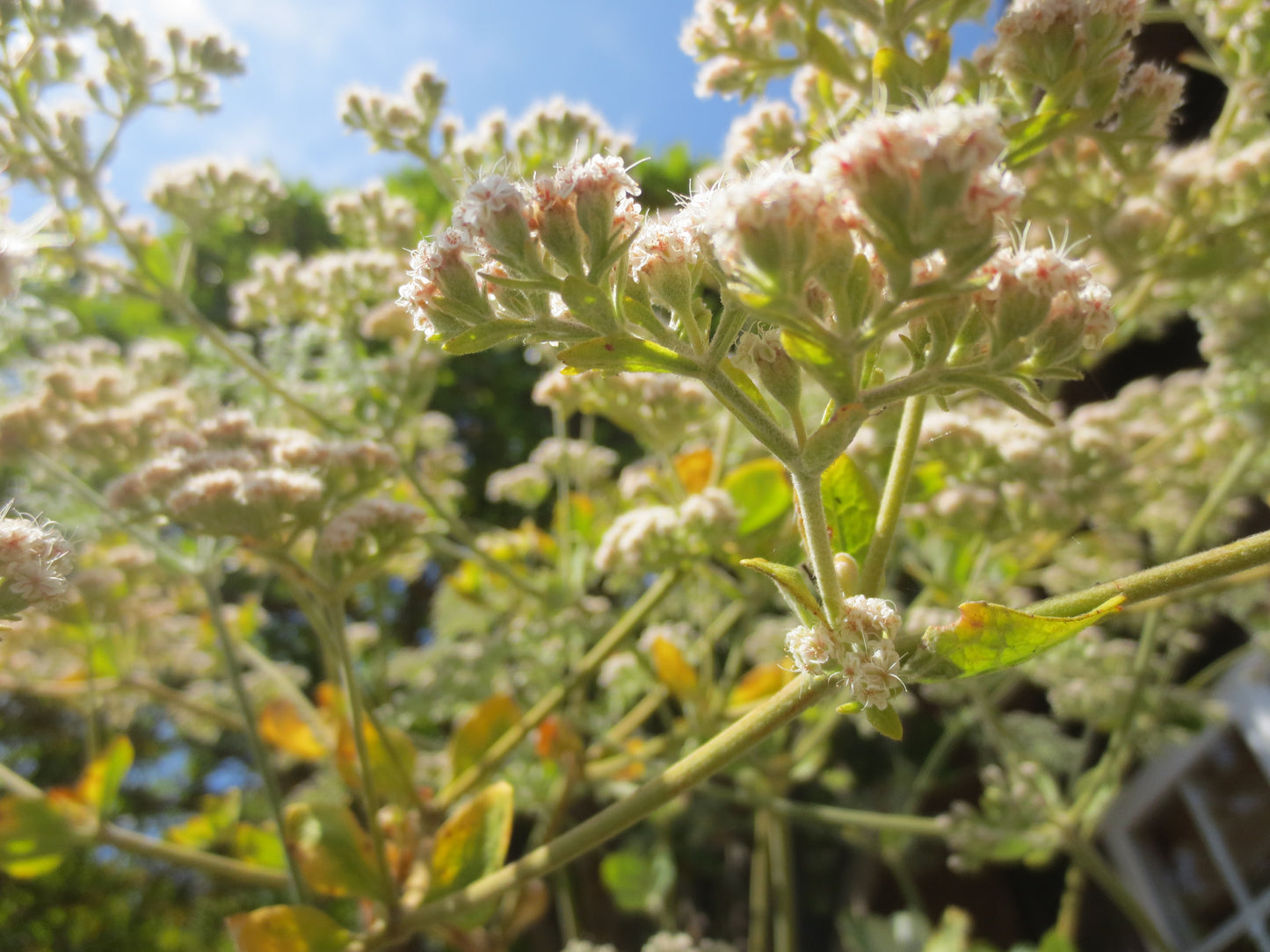 Eriogonum giganteum, Saint Catherine's Lace