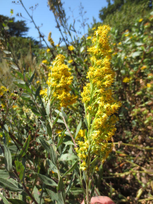 Solidago velutina ssp. californica, California Goldenrod