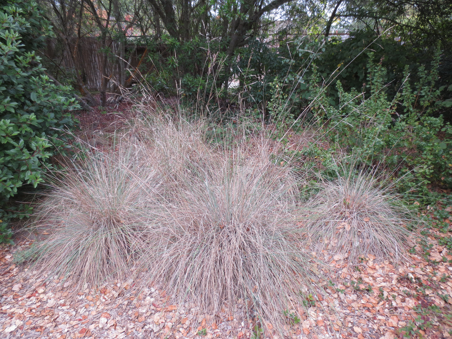 Festuca californica, California Fescue