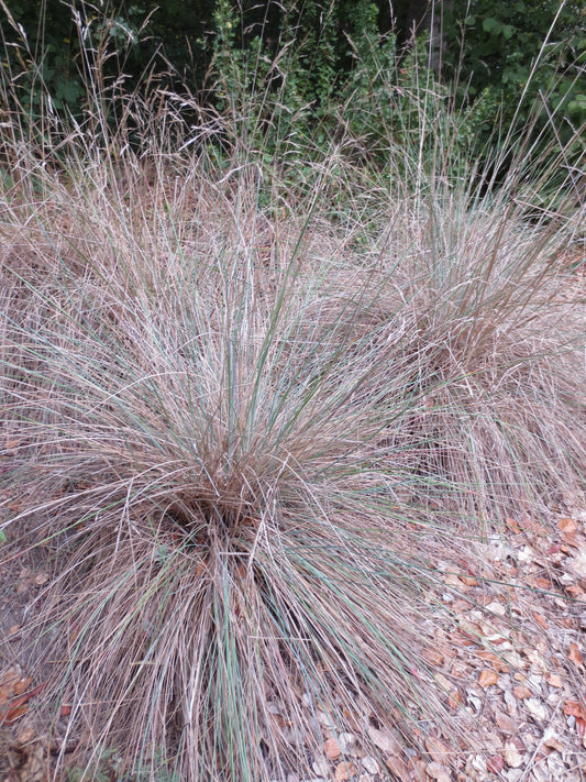 Festuca californica, California Fescue