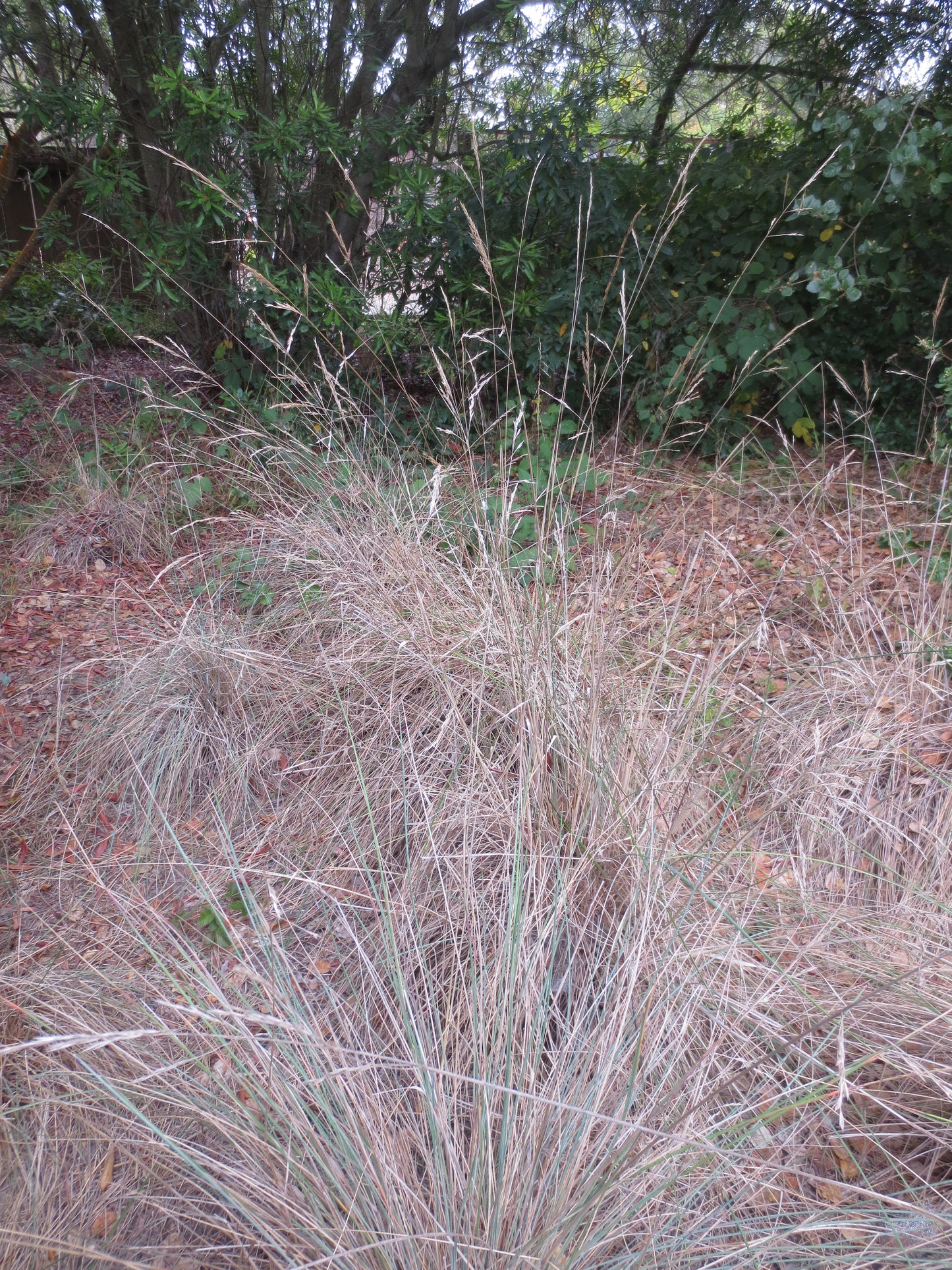 Festuca californica, California Fescue