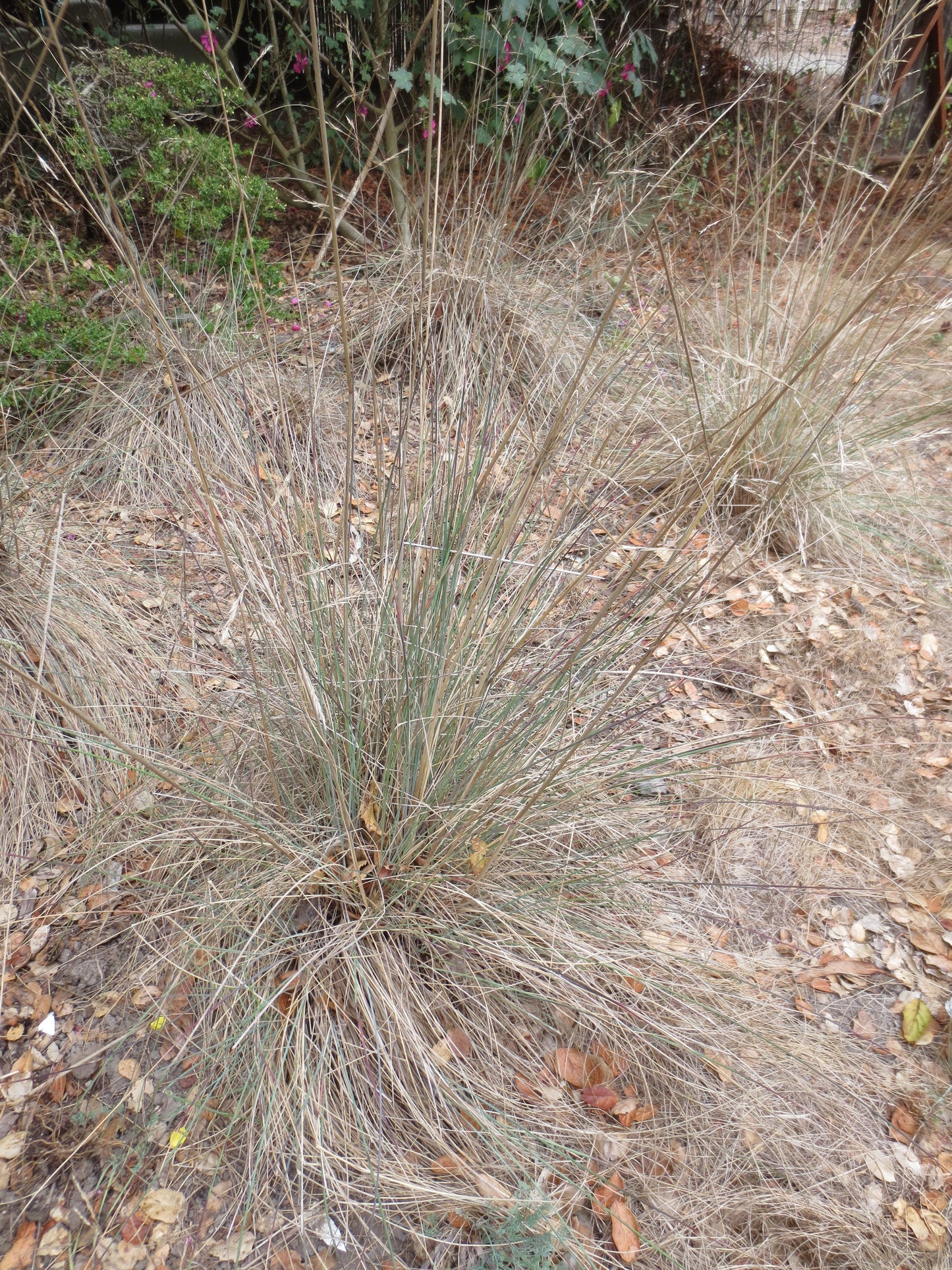 Festuca californica, California Fescue