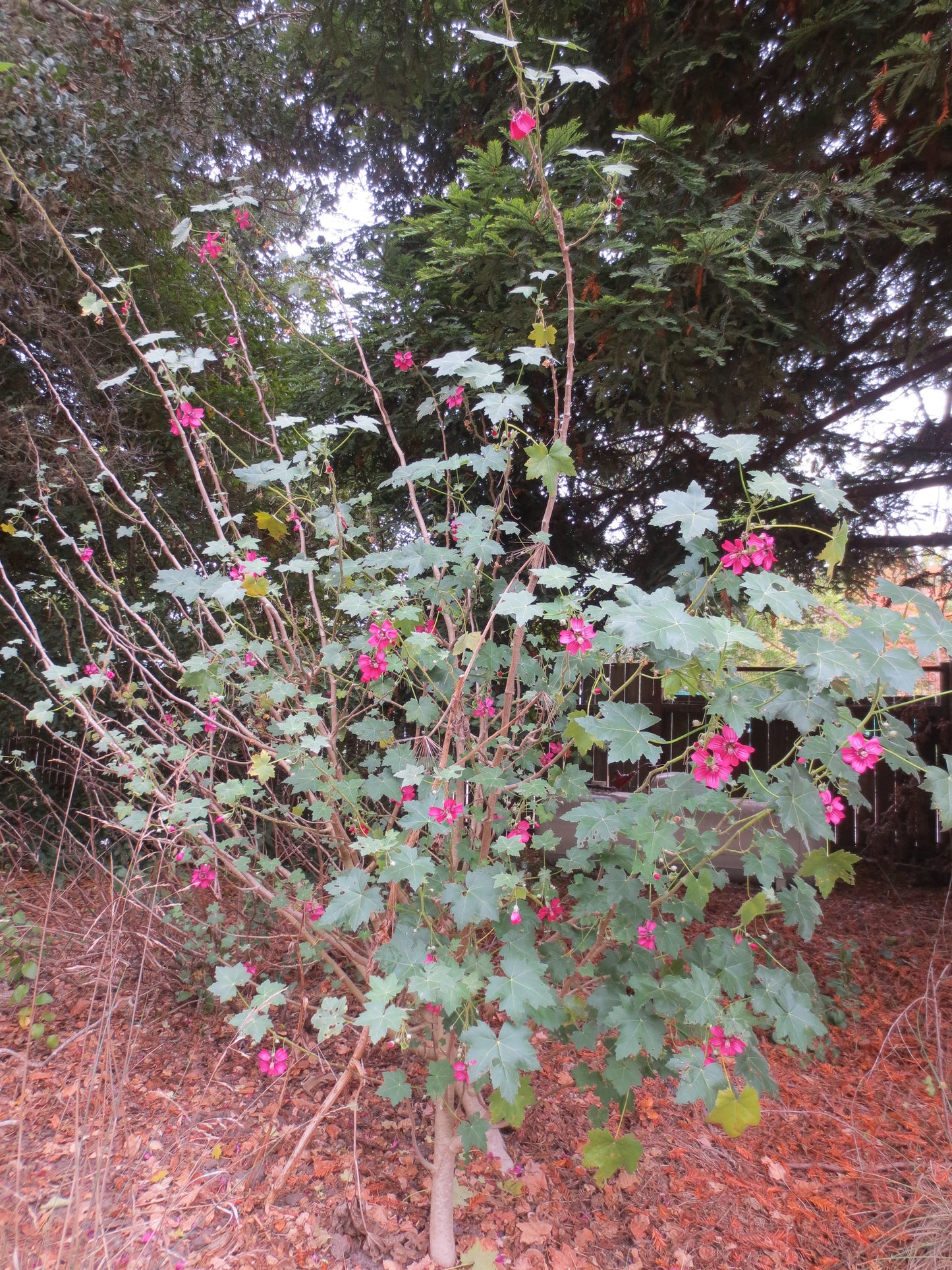 Malva assurgentiflora, Tree Mallow