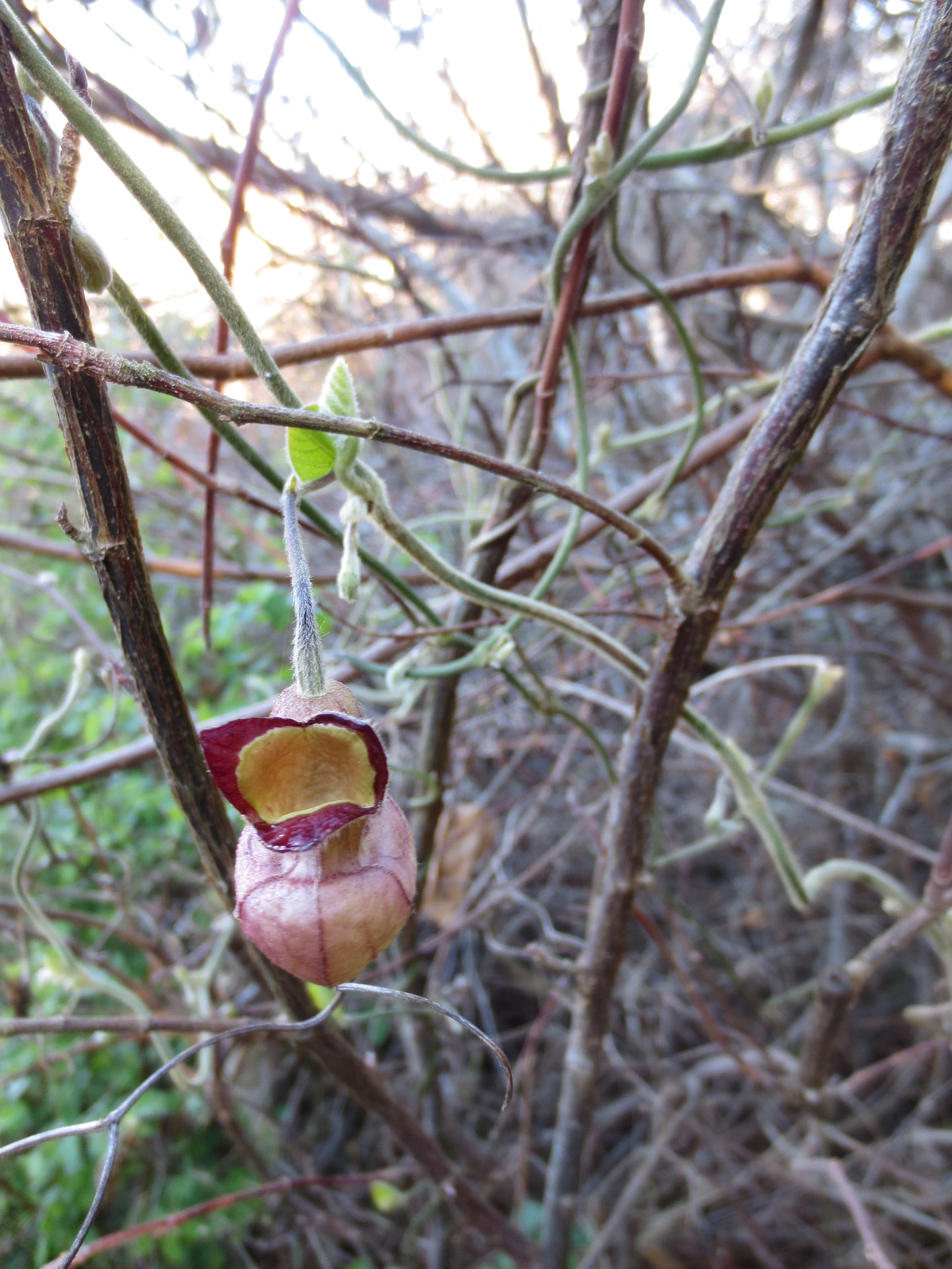 Aristolochia californica, California Pipevine