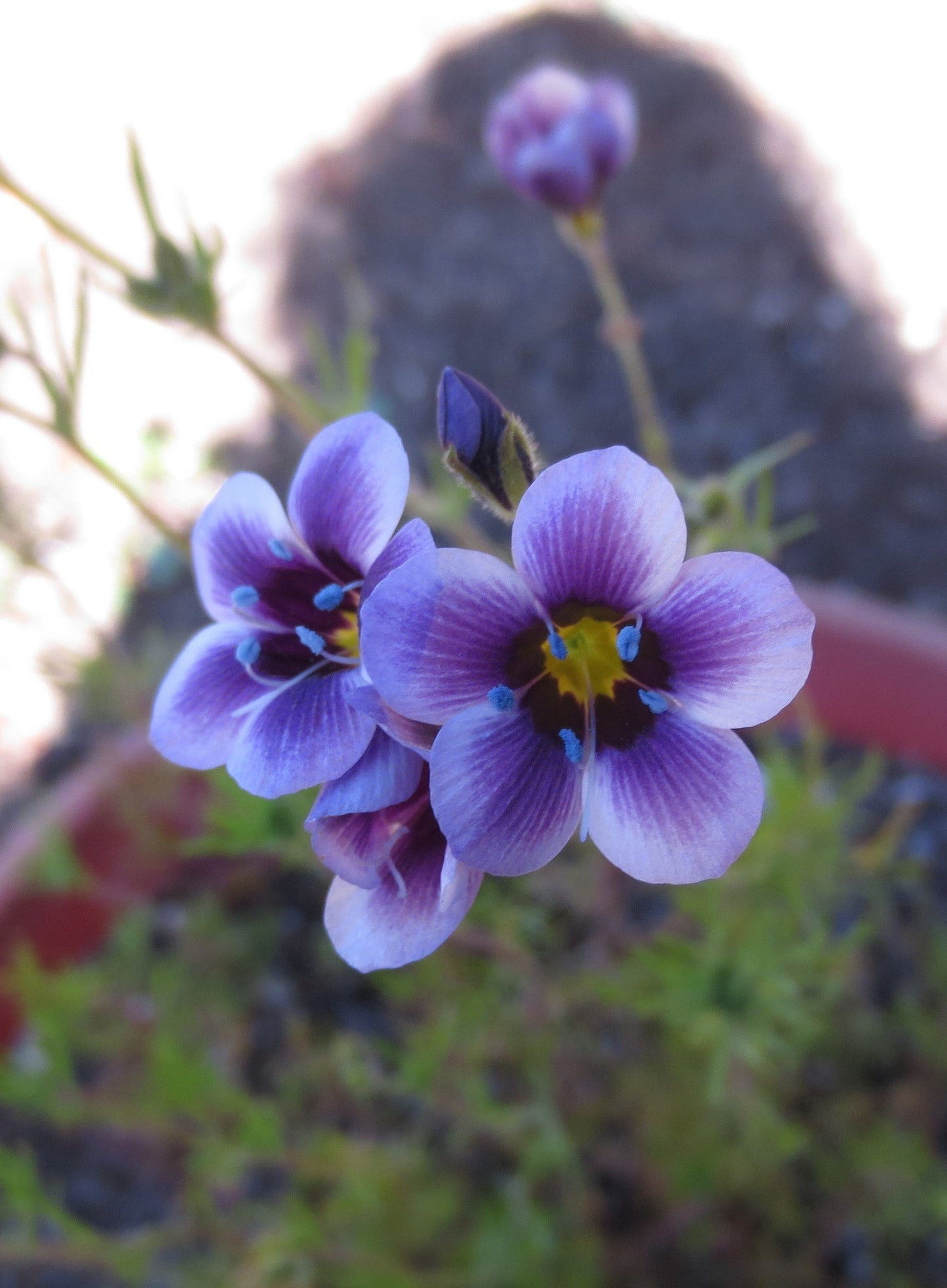 Gilia tricolor, Bird's Eye Gilia