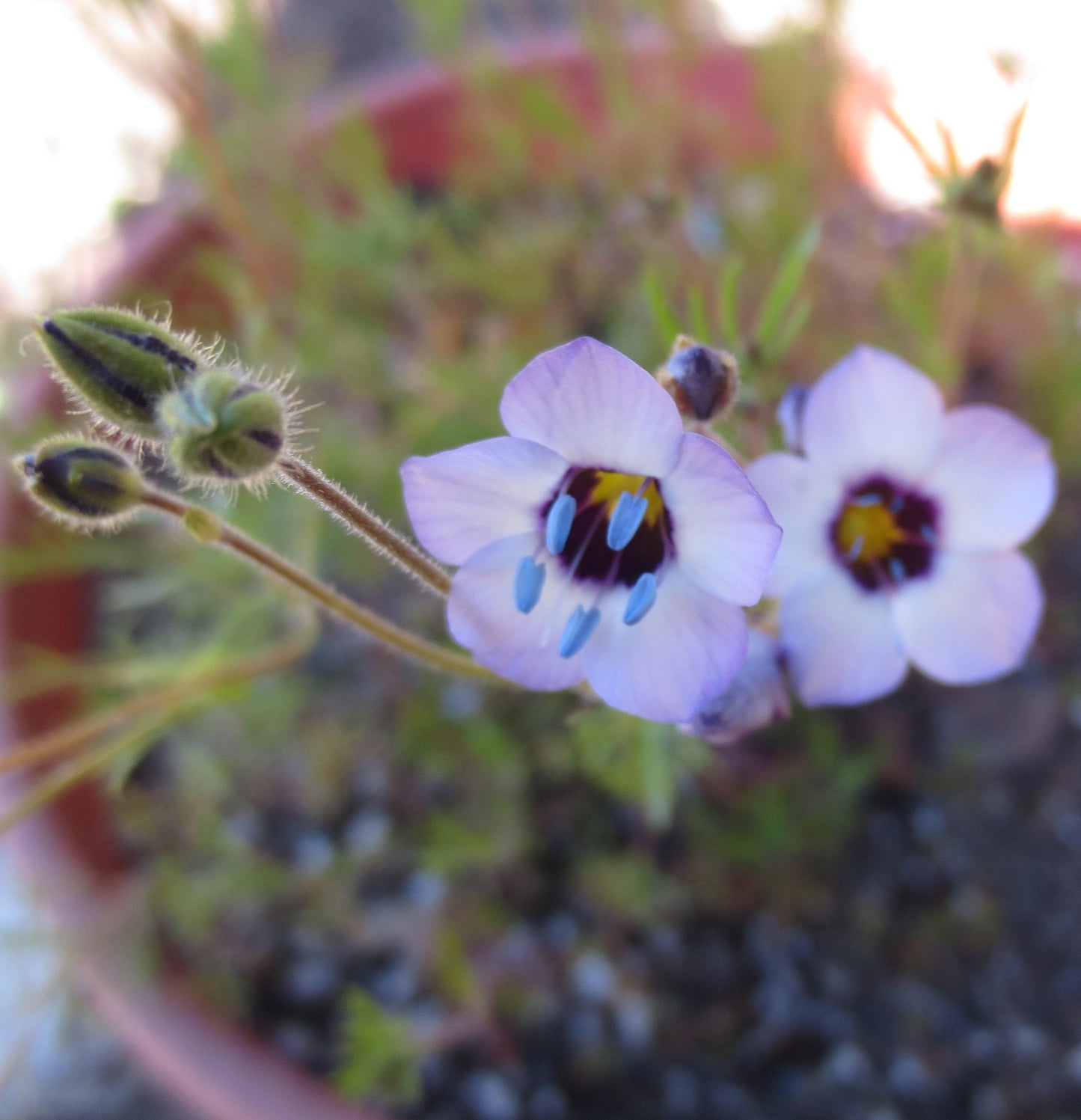 Gilia tricolor, Bird's Eye Gilia