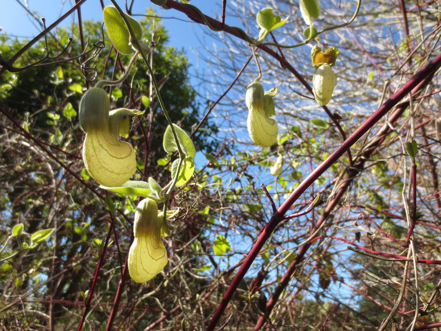 Aristolochia californica, California Pipevine