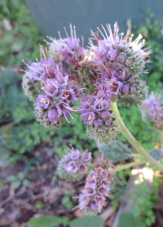 Phacelia californica, Coast Phacelia