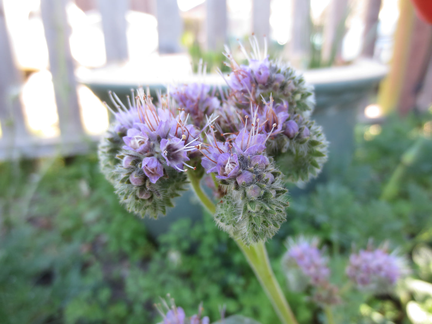 Phacelia californica, Coast Phacelia