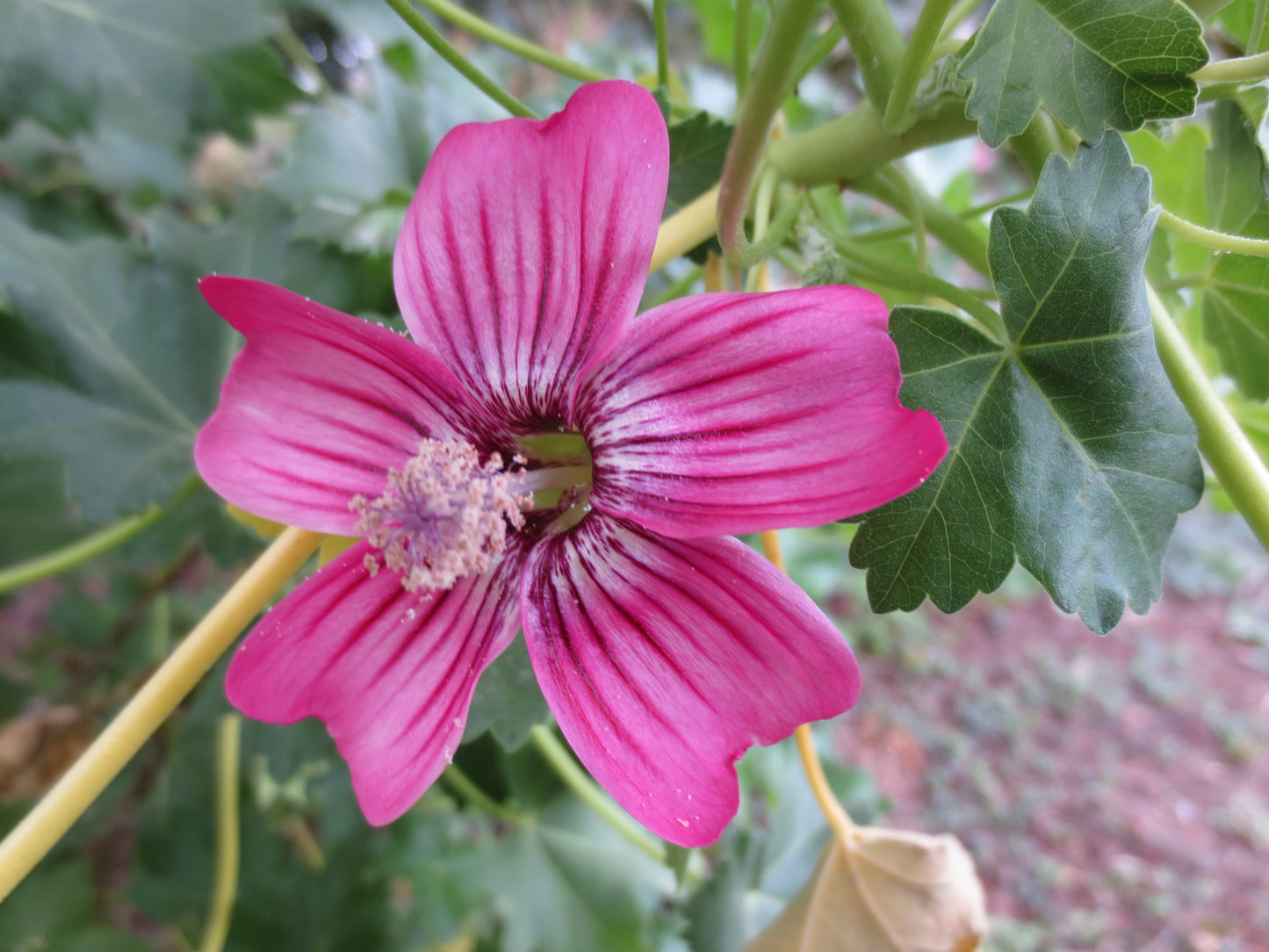 Malva assurgentiflora, Tree Mallow